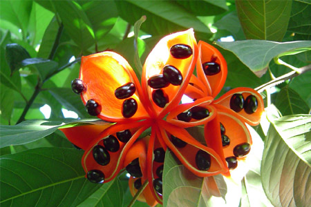 苹婆的营养价值?苹婆的功效与作用-图2 苹婆的营养价值?苹婆的功效与作用-图2