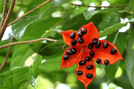 苹婆的营养价值?苹婆的功效与作用-图3 苹婆的营养价值?苹婆的功效与作用-图3