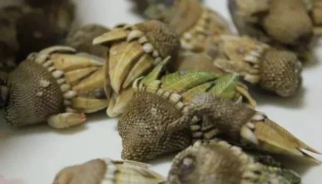 佛手螺怎么吃?佛手螺怎么做好吃-图3 佛手螺怎么吃?佛手螺怎么做好吃-图3