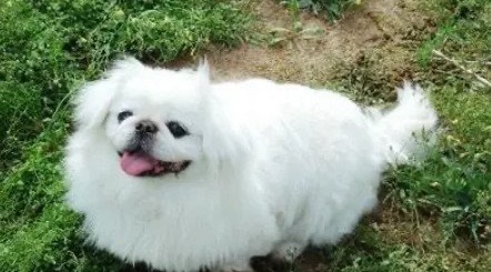 京巴犬多少钱一只,最低只需要1000元(又叫做狮子狗)-图1 京巴犬多少钱一只,最低只需要1000元(又叫做狮子狗)-图1