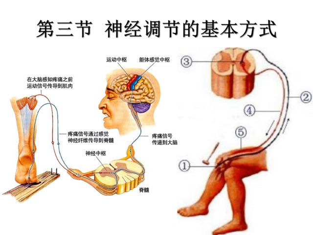 神经调节的基本方式?神经调节是如何运行的-图1 神经调节的基本方式?神经调节是如何运行的-图1