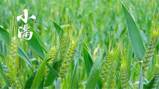 节气小满大满是什么意思?24节气为什么没有大满-图1 节气小满大满是什么意思?24节气为什么没有大满-图1