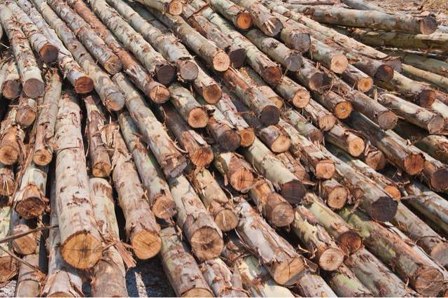 桉木是什么木-图1 桉木是什么木-图1