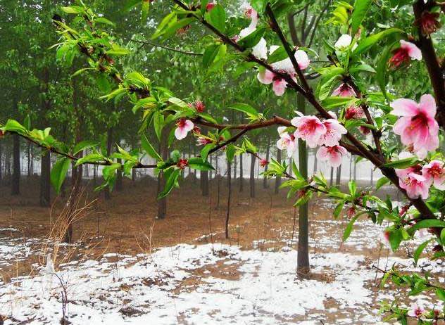 “倒春寒来不来,就看正月十六”,怎么看?今年会是冷春吗?-图2 “倒春寒来不来,就看正月十六”,怎么看?今年会是冷春吗?-图2