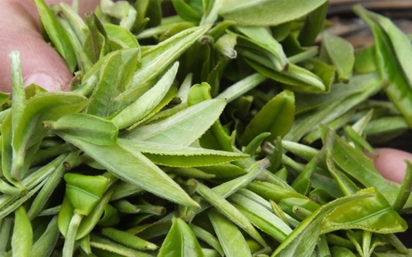 绿茶杀青是什么意思?绿茶杀青方式有几种-图2 绿茶杀青是什么意思?绿茶杀青方式有几种-图2