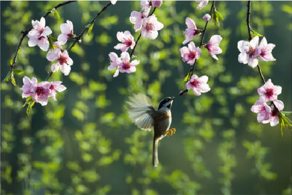 春分和立春有什么区别?春分以后会暖和吗-图2 春分和立春有什么区别?春分以后会暖和吗-图2