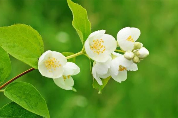 春分和立春有什么区别?春分以后会暖和吗-图3 春分和立春有什么区别?春分以后会暖和吗-图3