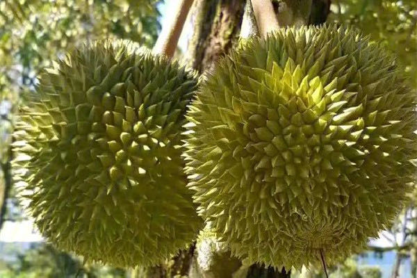 黑刺榴莲为什么这么贵?黑刺榴莲买多大的合适啊-图1 黑刺榴莲为什么这么贵?黑刺榴莲买多大的合适啊-图1