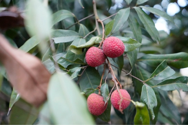 黑叶荔枝有什么特点?黑叶荔枝的功效-图1 黑叶荔枝有什么特点?黑叶荔枝的功效-图1