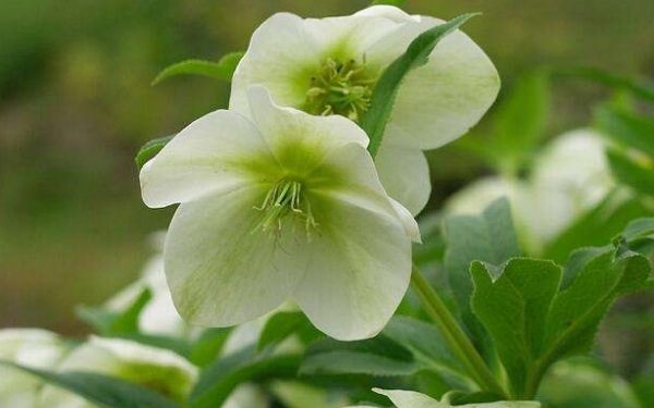 什么是圣诞玫瑰花呢?圣诞玫瑰的花语是什么呢-图1 什么是圣诞玫瑰花呢?圣诞玫瑰的花语是什么呢-图1