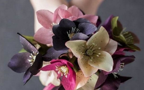 什么是圣诞玫瑰花呢?圣诞玫瑰的花语是什么呢-图2 什么是圣诞玫瑰花呢?圣诞玫瑰的花语是什么呢-图2