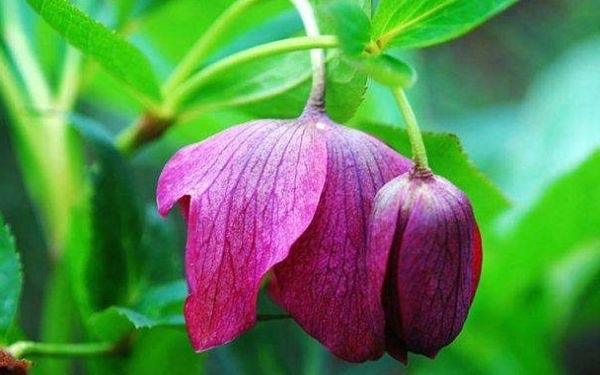 什么是圣诞玫瑰花呢?圣诞玫瑰的花语是什么呢-图3 什么是圣诞玫瑰花呢?圣诞玫瑰的花语是什么呢-图3