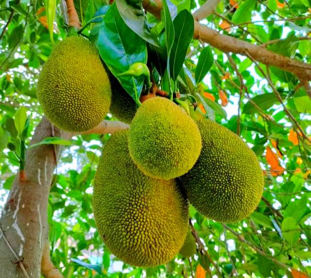 榴莲蜜和菠萝蜜的区别?榴莲榴莲蜜菠萝蜜傻傻分不清-图1 榴莲蜜和菠萝蜜的区别?榴莲榴莲蜜菠萝蜜傻傻分不清-图1