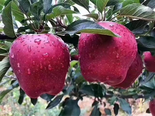 花牛苹果是转基因吗?天水花牛苹果几月成熟-图1 花牛苹果是转基因吗?天水花牛苹果几月成熟-图1