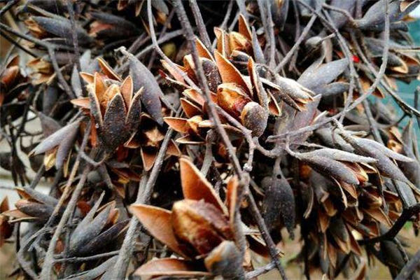 香椿子多少钱一斤?香椿籽怎么吃-图2 香椿子多少钱一斤?香椿籽怎么吃-图2