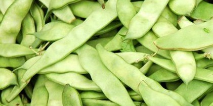 芸豆是什么?芸豆是豆角吗?-图2 芸豆是什么?芸豆是豆角吗?-图2