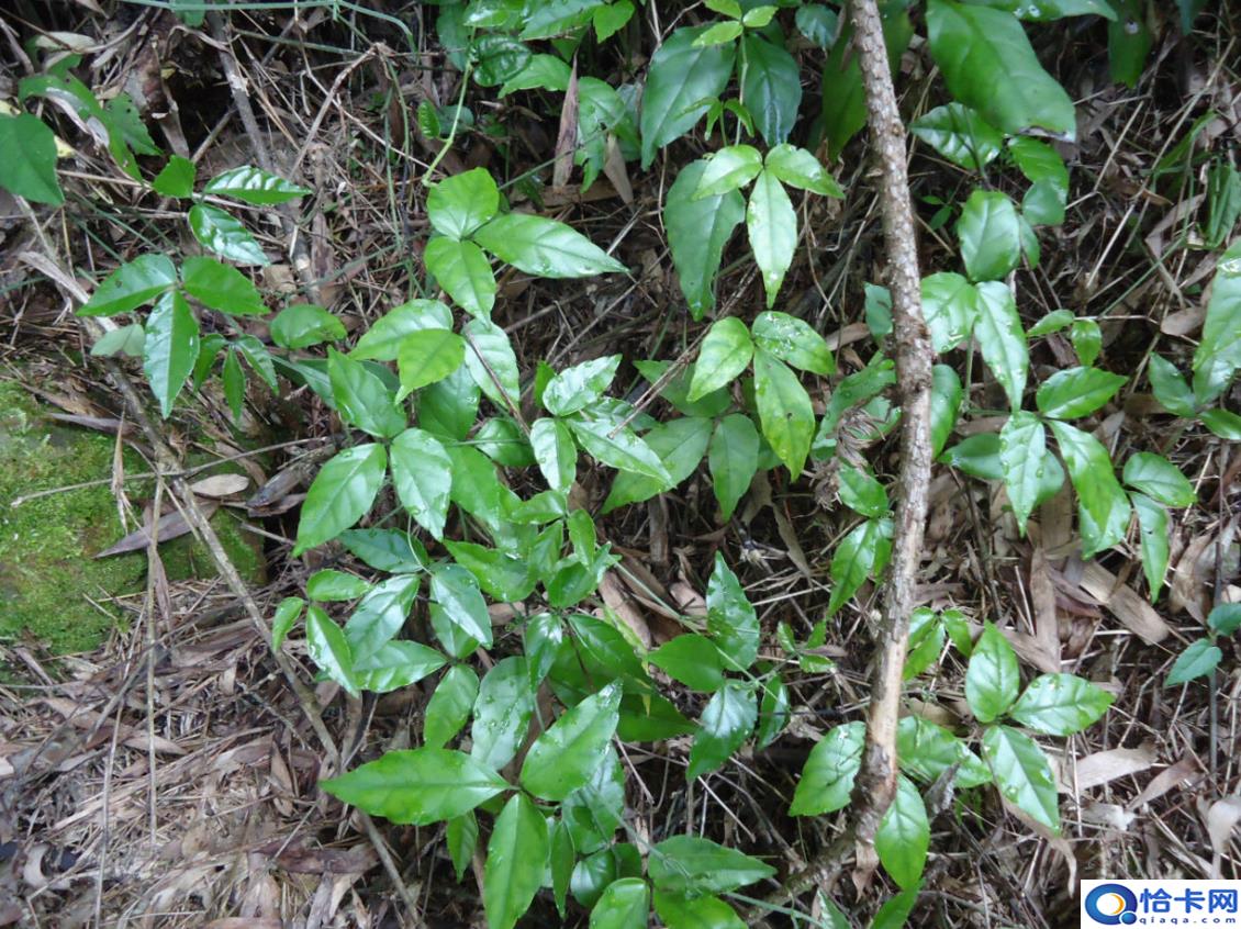 致富经一亩地赚60万(中药材一亩地整60万)-图1 致富经一亩地赚60万(中药材一亩地整60万)-图1