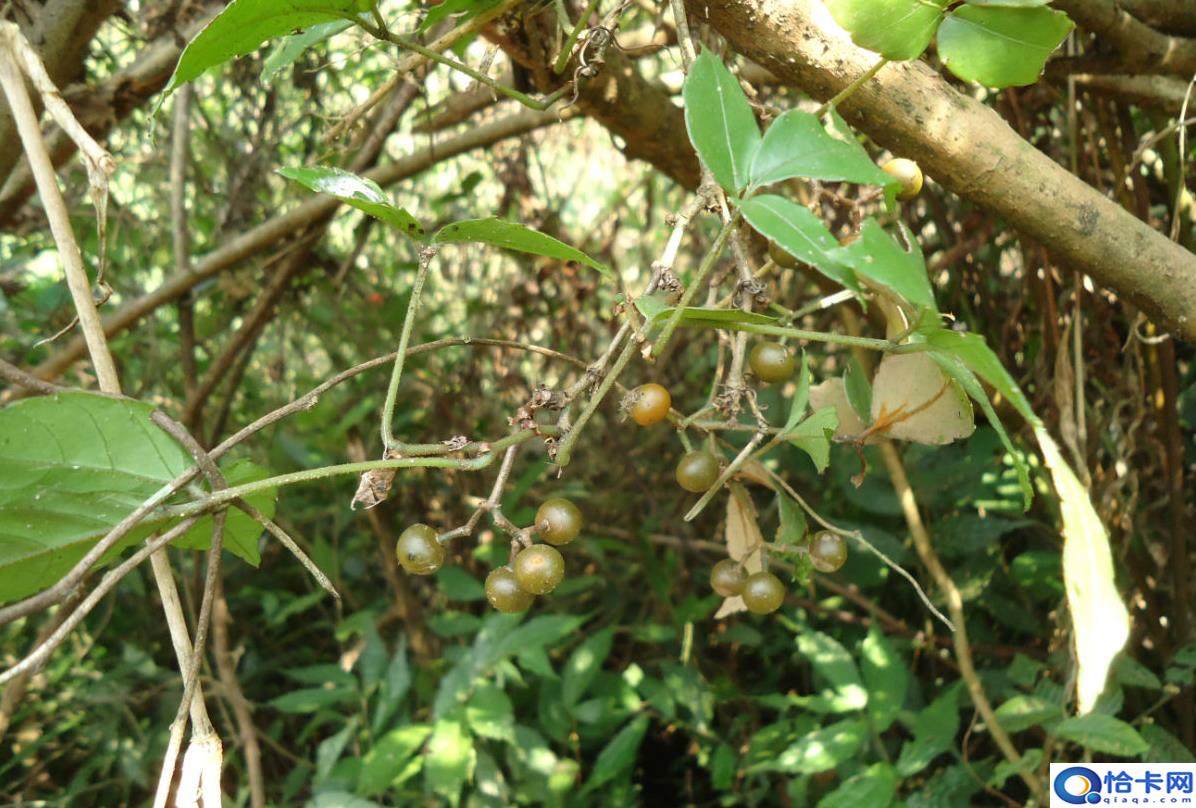 致富经一亩地赚60万(中药材一亩地整60万)-图2 致富经一亩地赚60万(中药材一亩地整60万)-图2