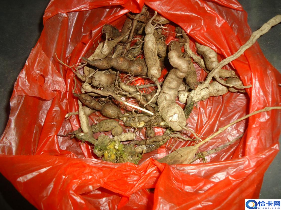 致富经一亩地赚60万(中药材一亩地整60万)-图3 致富经一亩地赚60万(中药材一亩地整60万)-图3