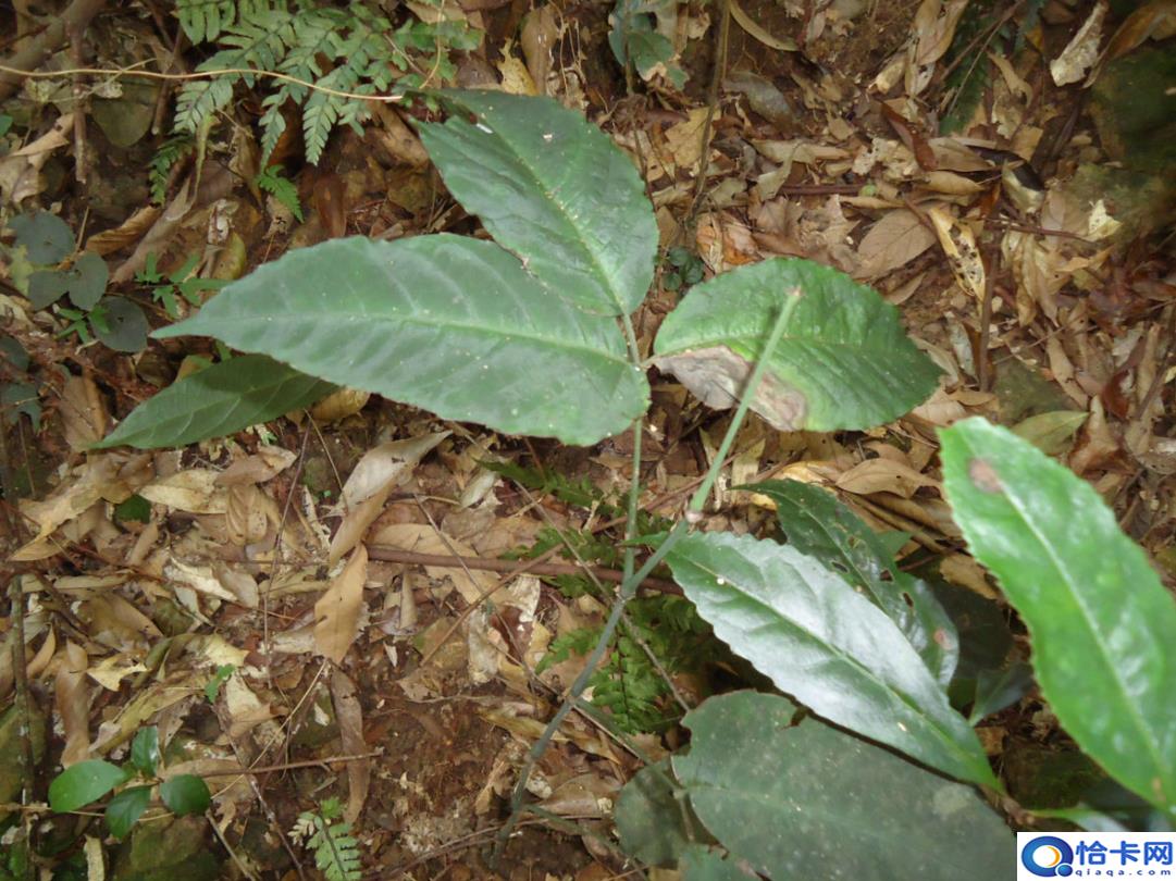 致富经一亩地赚60万(中药材一亩地整60万)-图4 致富经一亩地赚60万(中药材一亩地整60万)-图4