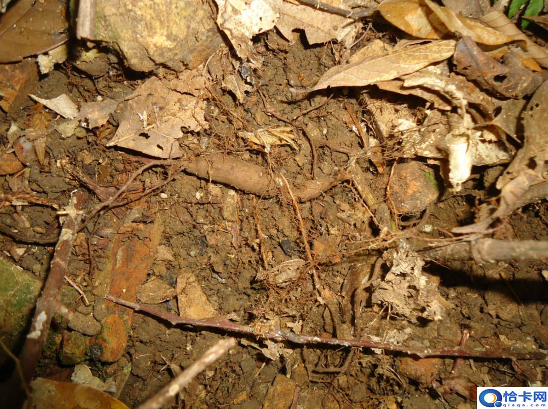 致富经一亩地赚60万(中药材一亩地整60万)-图5 致富经一亩地赚60万(中药材一亩地整60万)-图5