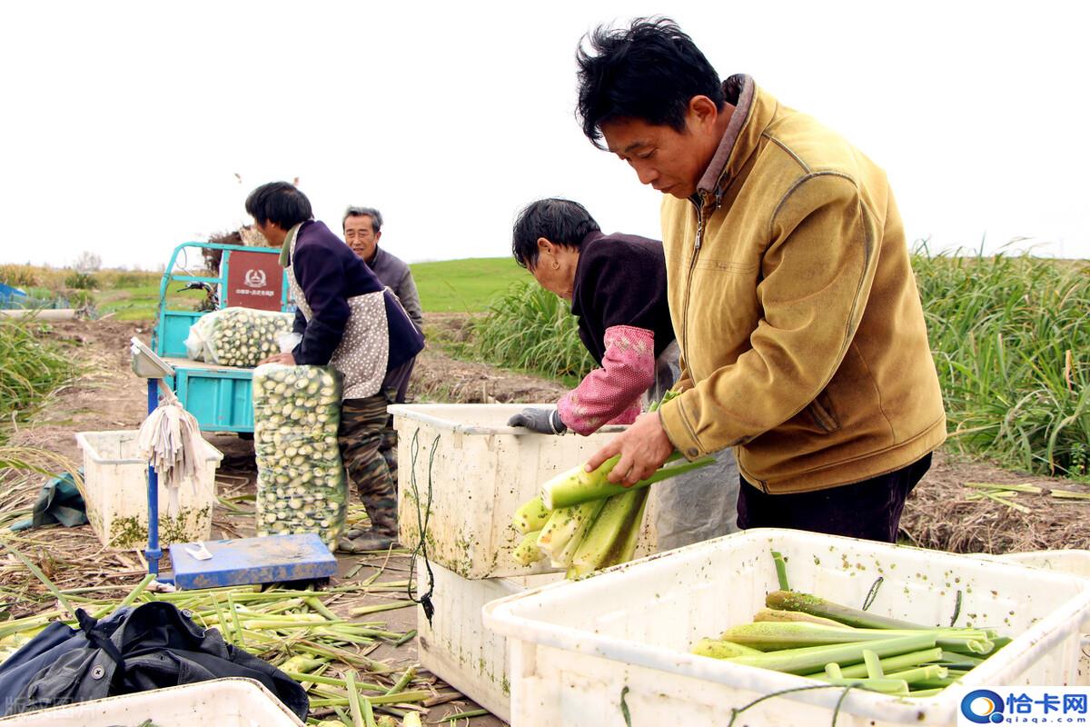 农民人均纯收入?农业农村部:农民人均收入9248元,月入4290-图2 农民人均纯收入?农业农村部:农民人均收入9248元,月入4290-图2