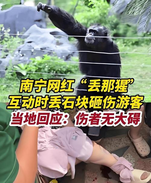 广州一动物园黑猩猩丢石块砸伤幼童