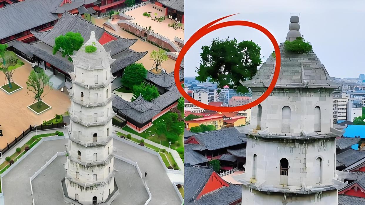 湖北一明代古塔上长了一棵朴树