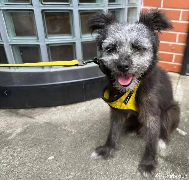 孙俪在菜市场捡了一只狗取名九菜 此前收养的流浪猫“加勒比和海盗”已经养了4年了