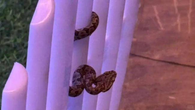 九寨沟一酒店回应大堂发现毒蛇 已加强安全防护措施