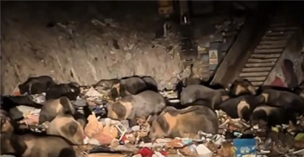 场面壮观！西藏一垃圾站30多只藏马熊集体觅食-图2