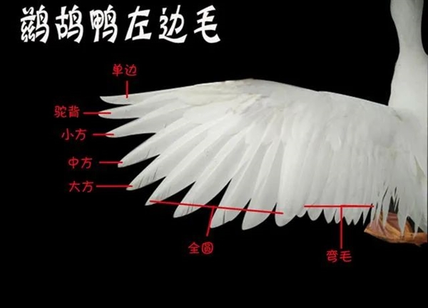 月薪过万 打不起羽毛球 原因竟然和猪有关-图2