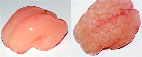 为了生存 澳大利亚考拉逐渐进化成可爱的傻瓜-图2
