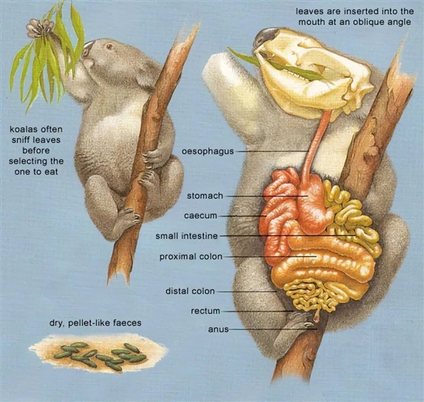 为了生存 澳大利亚考拉逐渐进化成可爱的傻瓜-图4