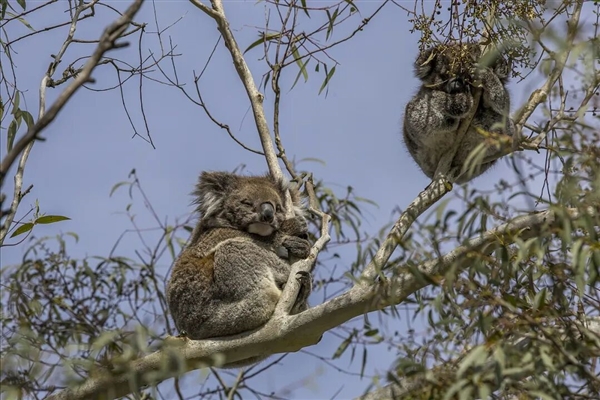 为了生存 澳大利亚考拉逐渐进化成可爱的傻瓜-图5