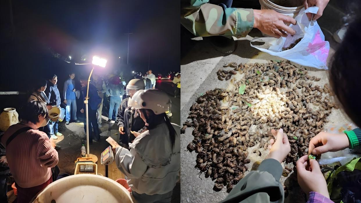 当地回应上万人抓金蝉:根本抓不完