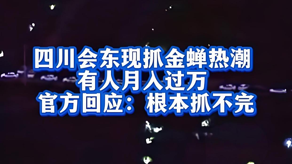 当地回应上万人抓金蝉:根本抓不完