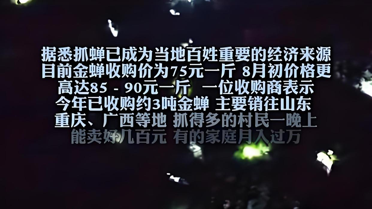 当地回应上万人抓金蝉:根本抓不完