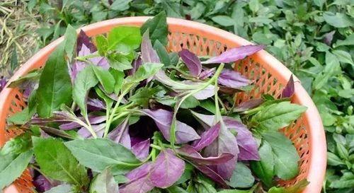 紫背天葵怎么做好吃？简单易学的紫背天葵食谱有哪些？