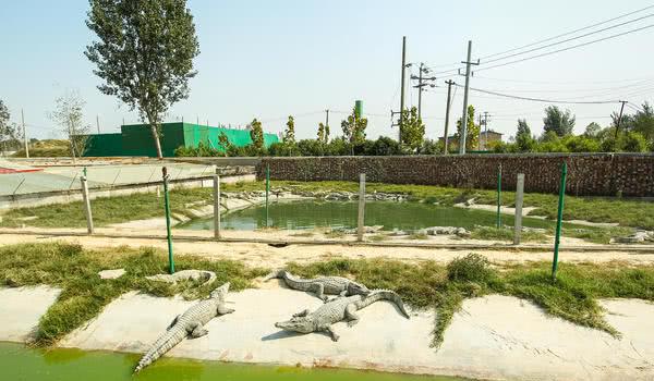 鳄鱼肉好吃吗（鳄鱼肉好吃吗）