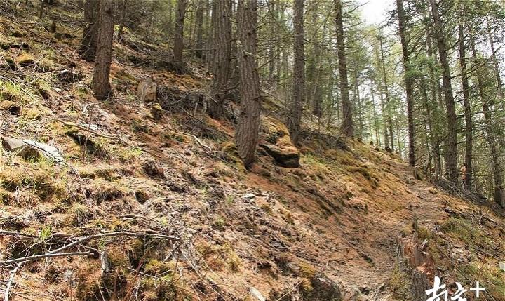 羊肚菌做法：羊肚菌子的做法