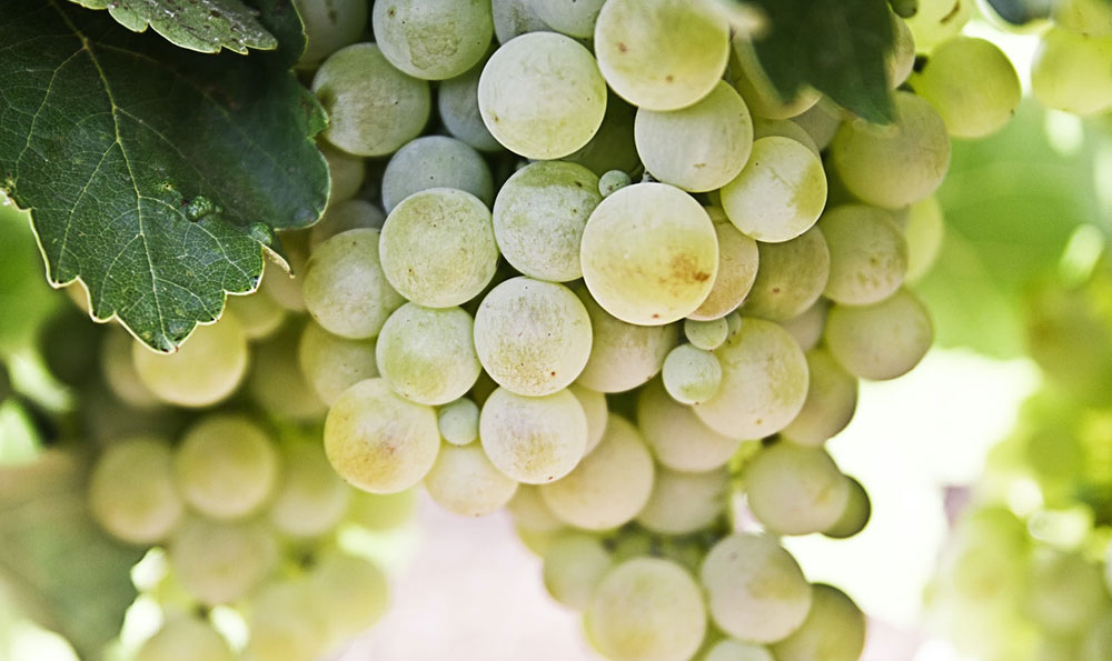 皆牛潮汕牛肉火锅 皆牛潮汕牛肉火锅小程序