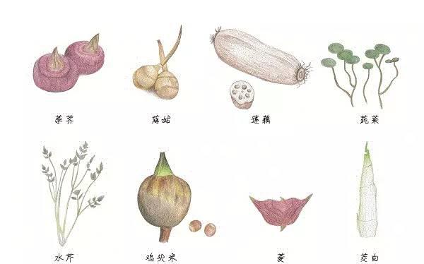 鸡头米的做法：鸡头米的做法大全家常做法