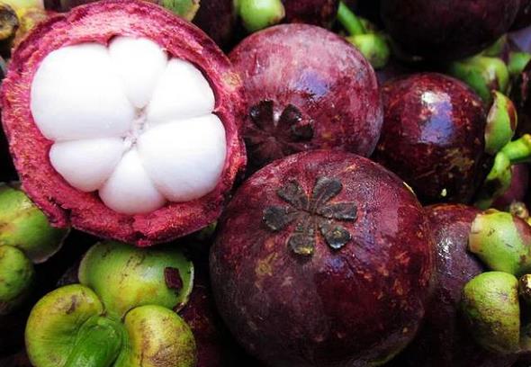 山竹是什么季节的水果 山竹成熟的季节是几月份-图2 山竹是什么季节的水果 山竹成熟的季节是几月份-图2