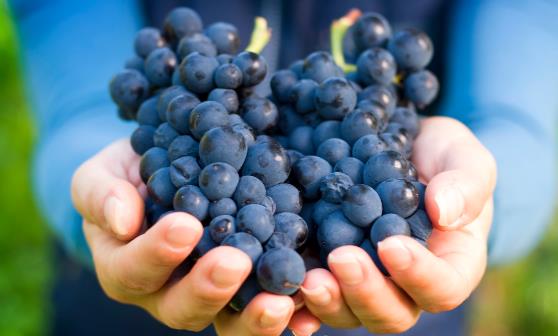 葡萄白霜不清洗干净吃了对身体有害吗 各色葡萄营养价值不同