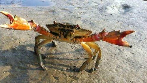 海蟹什么时候最肥蟹膏蟹黄多？海蟹死了能吃吗？冷冻海蟹能吃吗？