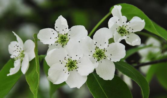 苹果花茶的功效与作用有哪些，喝苹果花茶的禁忌有哪些？