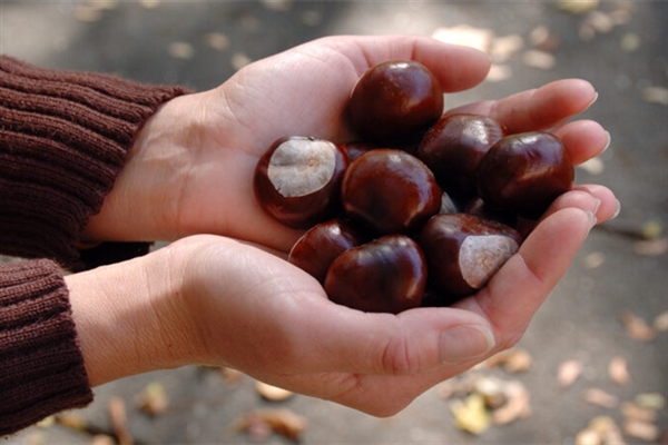 男子打板栗:左眼扎入19根刺险失明-图1 男子打板栗:左眼扎入19根刺险失明-图1