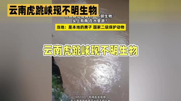 虎跳峡出现不明生物?当地回应：是麝子