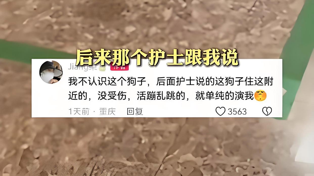 女子腿伤就医被陌生狗子瘸腿学步